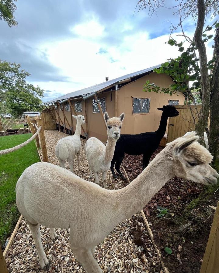 Aladdin Safari Tent United Kingdom Buitenkant foto